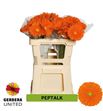 Gerbera peptalk 50 x10 - GERPEP5010