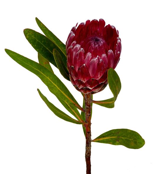 Protea lancelot 40 - PROLAN