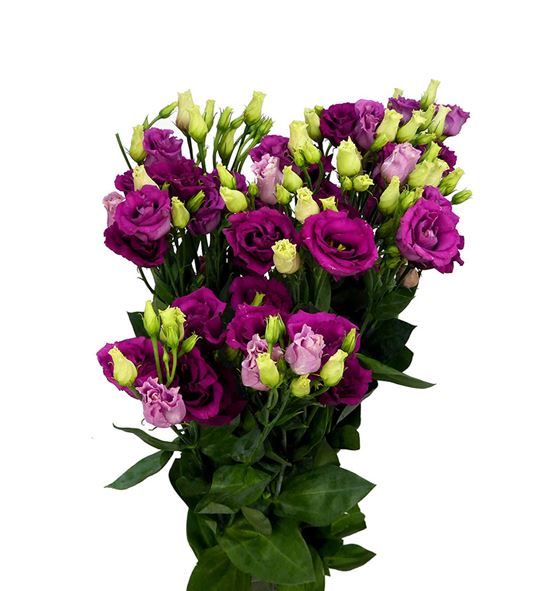 Lisianthus rosita purple rose 75 - LISROSPURROS