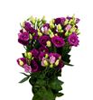 Lisianthus rosita purple rose 75 - LISROSPURROS