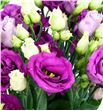 Lisianthus rosita purple rose 75 - LISROSPURROS1