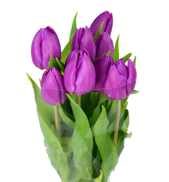 Tulipan purple prince 34 - TULPURPRI
