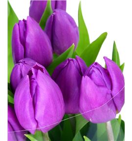 Tulipan purple prince 34 - TULPURPRI