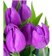 Tulipan purple prince 34 - TULPURPRI1