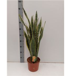 Pl. sanseveria laurentis 80cm x1 - SANLAU12180