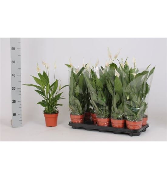 Pl. spathiphyllum alana 50cm x10 - SPAALA101250