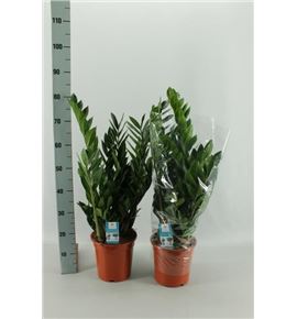 Pl. zamioculcas zamiiflolia 80cm x1 - ZAMZA12180
