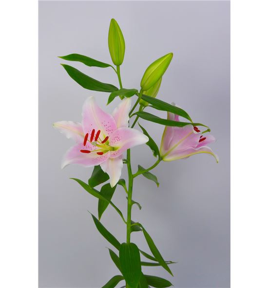 L.o. apogee 1ª 2 flores - LOAPO