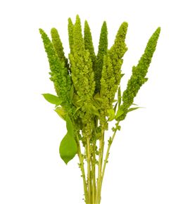 Amaranthus verde recto 60 - AMAVER