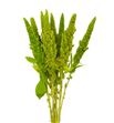 Amaranthus verde recto 60 - AMAVER