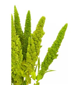 Amaranthus verde recto 60 - AMAVER