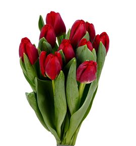 Tulipan antarctic fire 34 - TULANTFIR