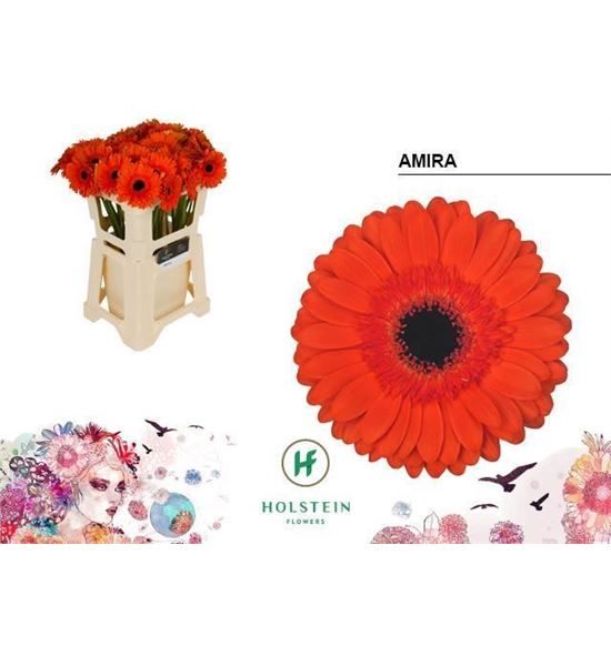 Gerbera amira 50 x10 - GERAMI5010