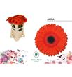 Gerbera amira 50 x10 - GERAMI5010