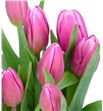Tulipan jumbo pink 40 - TULJUMPIN1