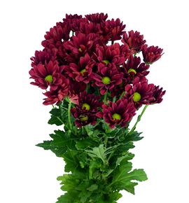 Marg hol barolo - MHBARO