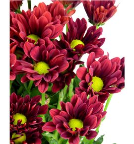 Marg hol barolo - MHBARO