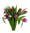 Tulipan picardy 39 - TULPIC