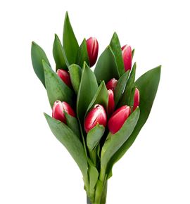 Tulipan timeless 38 - TULTIM