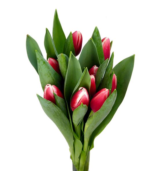 Tulipan timeless 38 - TULTIM