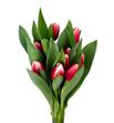 Tulipan timeless 38 - TULTIM