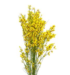 Genista teñida amarilla 65 - GENAMA