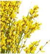 Genista teñida amarilla 65 - GENAMA1