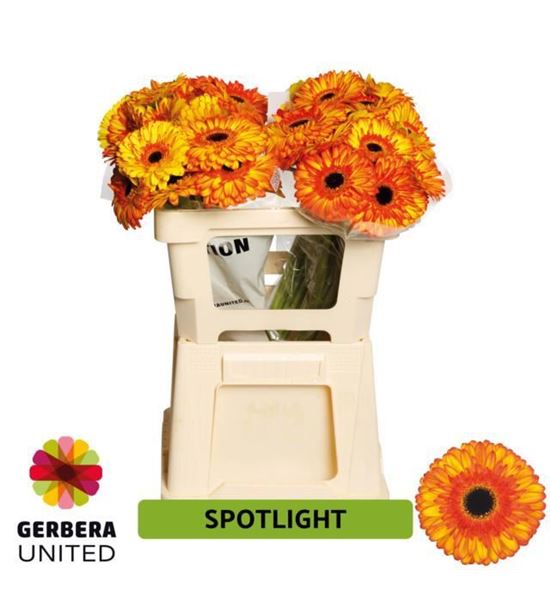Gerbera spotlight 50 x10 - GERSPO5010