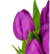 Tulipan purple prince 38 - TULPURPRI2