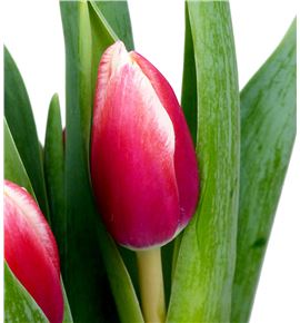 Tulipan timeless 36 - TULTIM