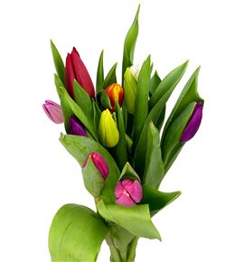 Tulipan mixto 38 - TULMIX