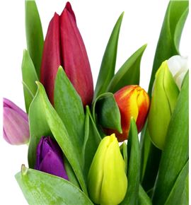 Tulipan mixto 38 - TULMIX