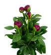 Paeonia henry bockstoce x5 45 - PAEHENBOC