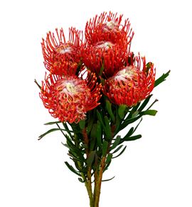 Nutan tango 50 x5 - NUTTAN