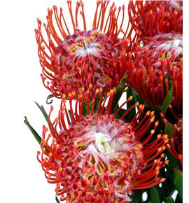 Nutan tango 50 x5 - NUTTAN