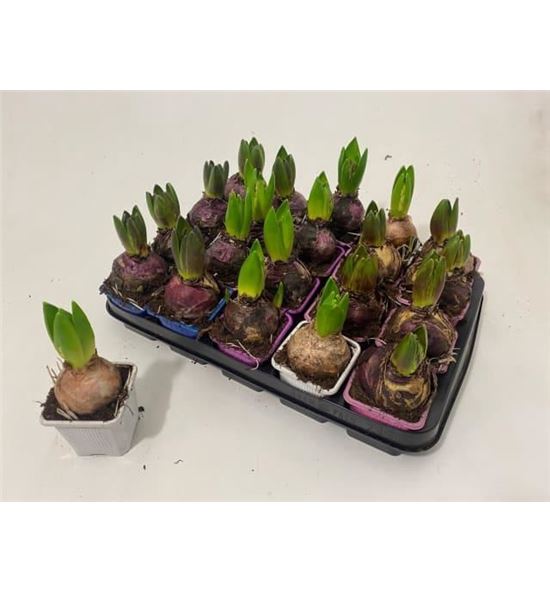 Pl. hyacinthus mixto 4kl 10cm x20 - HYAMIX420710