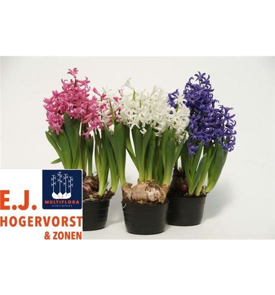 Pl. hyacinthus multiflora 4kl 15cm x10 - HYAMUL4101015