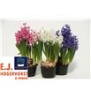 Pl. hyacinthus multiflora 4kl 15cm x10 - HYAMUL4101015