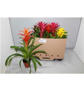 Pl. guzmania mixta 45cm x10 - GUZMIX101252