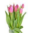 Tulipan nac jumbo pink - TULJUMPIN