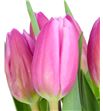 Tulipan nac jumbo pink - TULJUMPIN2