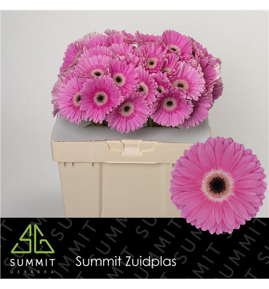 Gerbera dreamer 50 x10 - GERDRE50