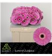 Gerbera dreamer 50 x10 - GERDRE50