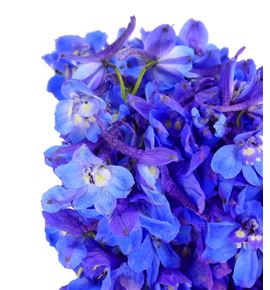 Delphinium donna 70 - DELDON