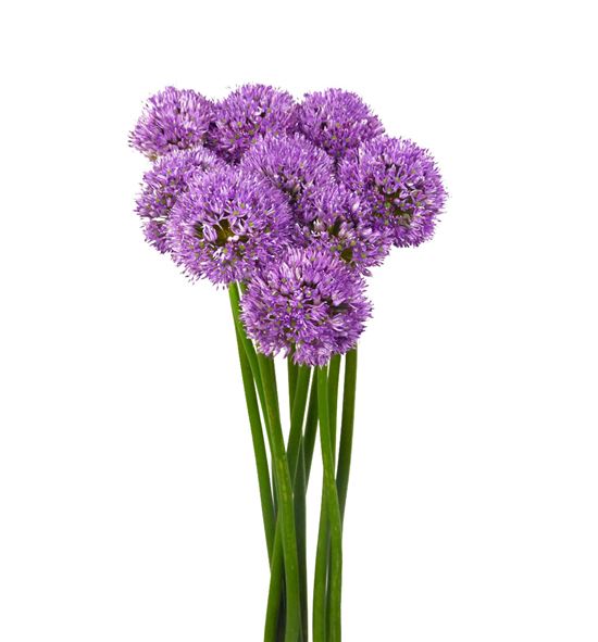 Allium gladiator 80cm - ALLGLA