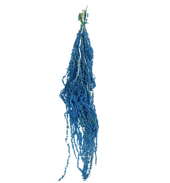 Amaranthus preservado azul - AMAPREAZU