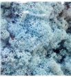 Musgo preservado polar azul claro - MUSPREAZUCLA1