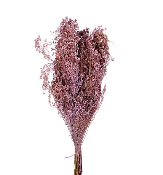 Broom bloom seco lila claro - BROSECLILCLA