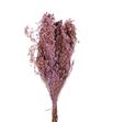 Broom bloom seco lila claro - BROSECLILCLA