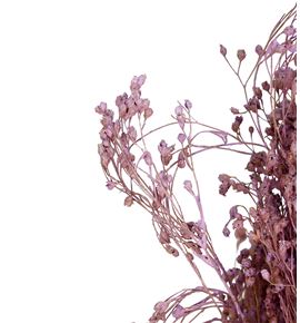 Broom bloom seco lila claro - BROSECLILCLA